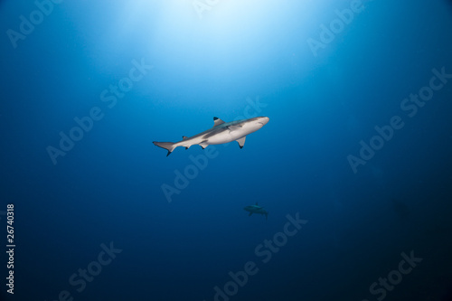 Blacktip reef shark Carcharhinus melanopterus