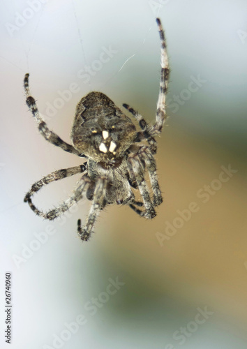 Krzyżak rogaty Araneus angulatus photo