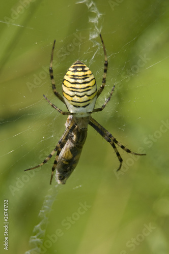 Tygrzyk paskowany Argiope bruennichi