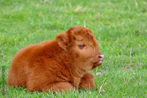Fototapeta Naklejka Na Ścianę i Meble -  cute calf of highland cattle
