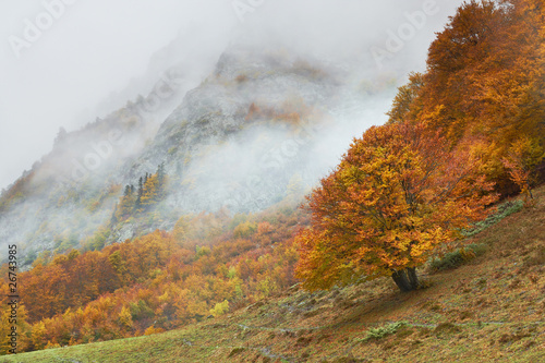 Autumn colors