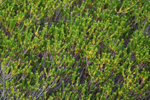 pine branches