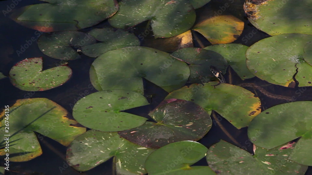 Leaves of water lilies on a pond Leaves of water lilies on a pond