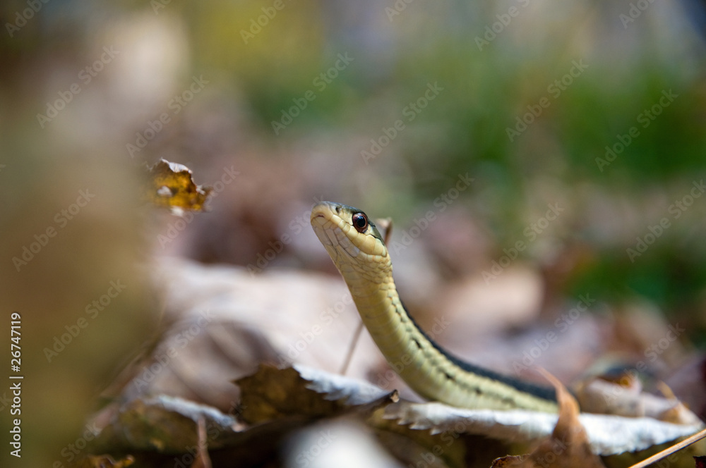 Fototapeta premium Garter snake in lfallen leaves