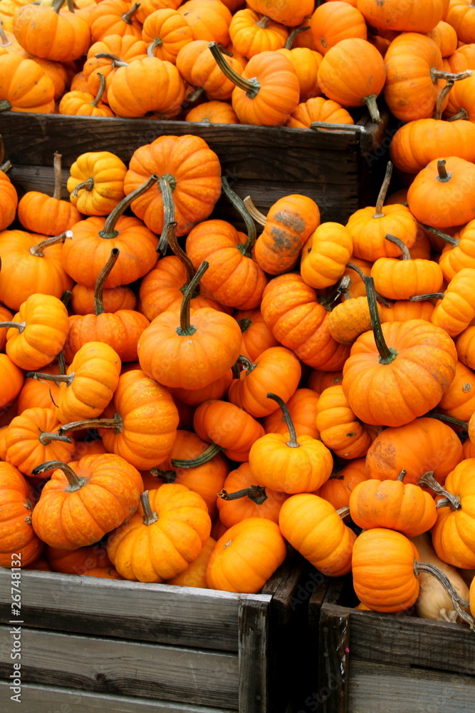 Pumpkins V