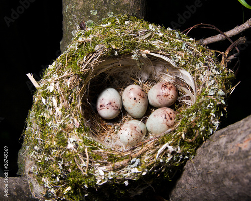 Nest. Fringilla coelebs, Chaffinch
