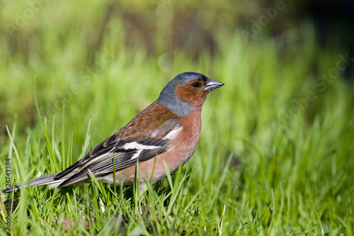 Fringilla coelebs, Chaffinch © fotoparus