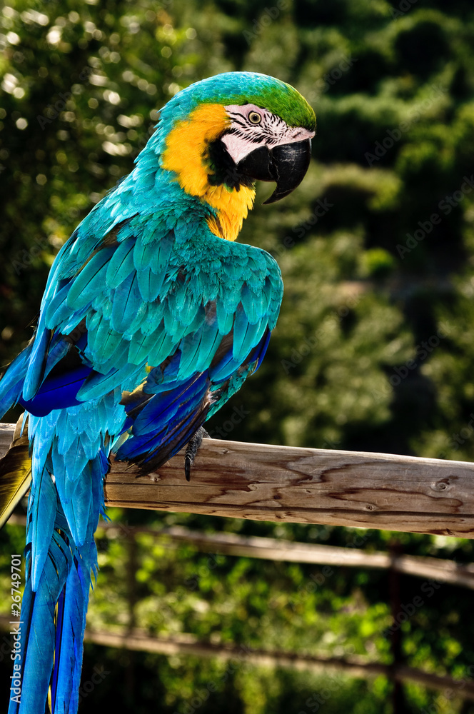 Colourful Macaw parrot on the fence