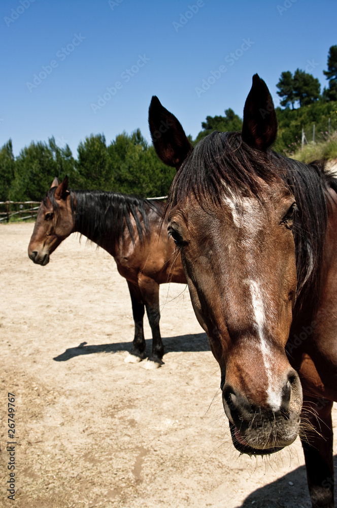 Obraz premium Two brown horses