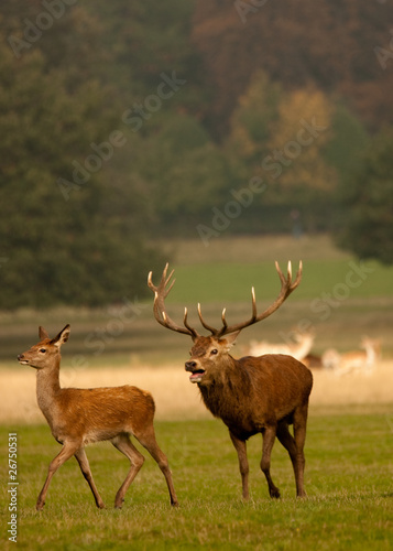 Male stag  buck  deer chasing female deer