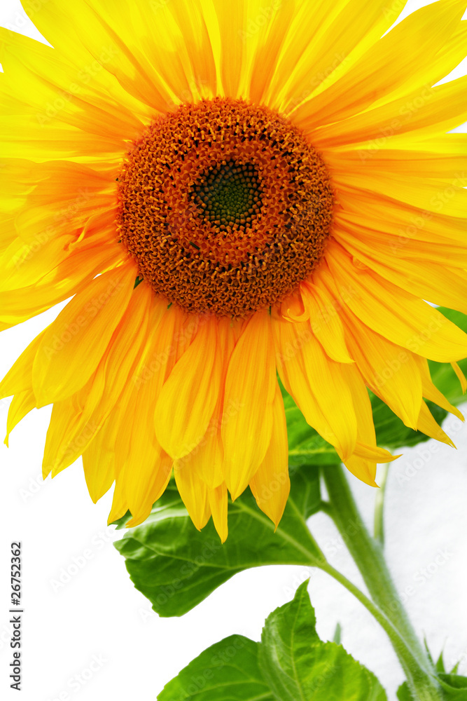 Fototapeta premium Yellow Sunflower