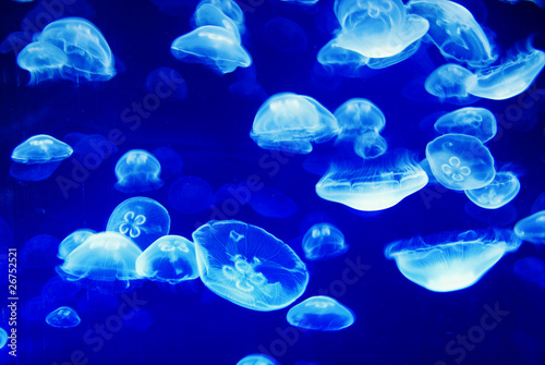 Jellyfishes