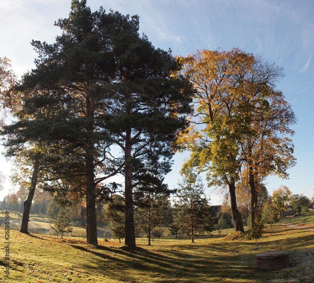 The trees