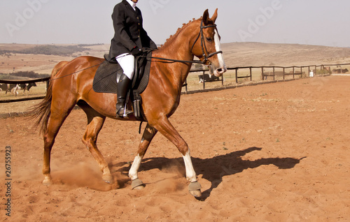 Brown horse with rider doing dressage
