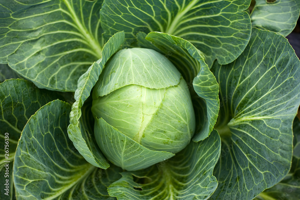 White cabbage head White cabbage head