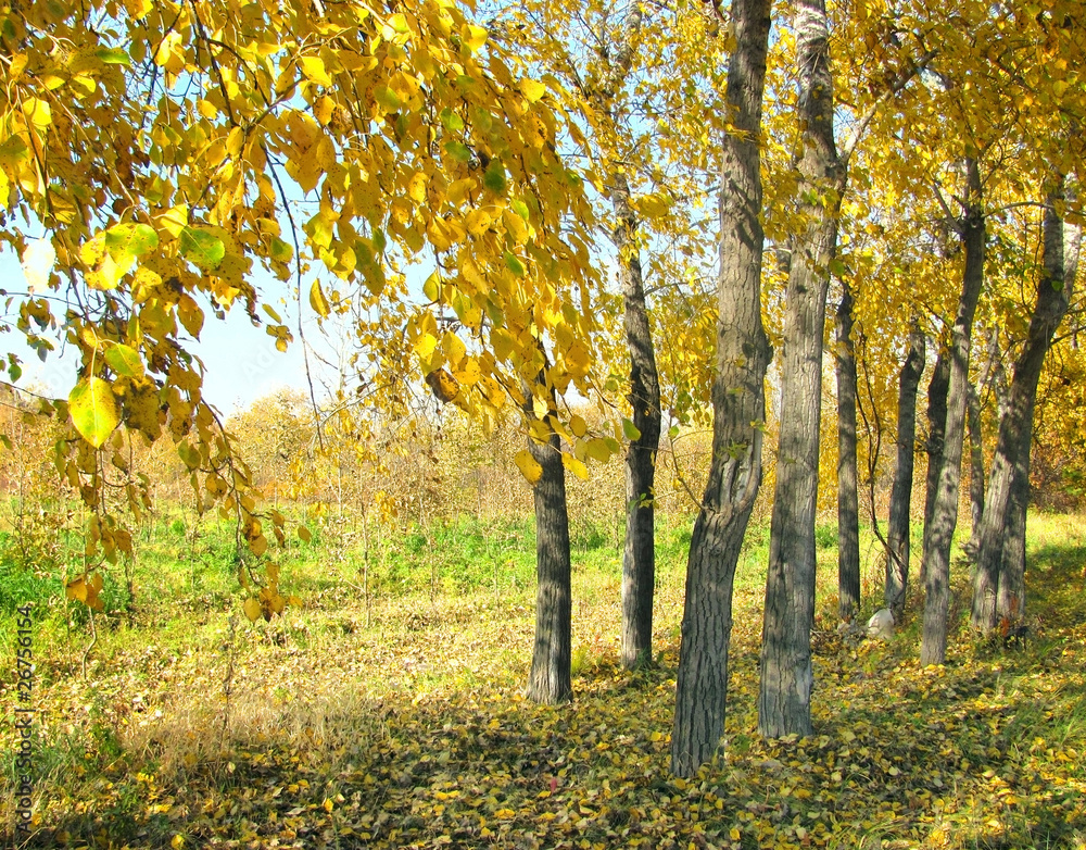 autumn landscape