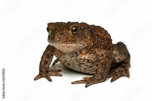 Small toad on white background facing the photographer