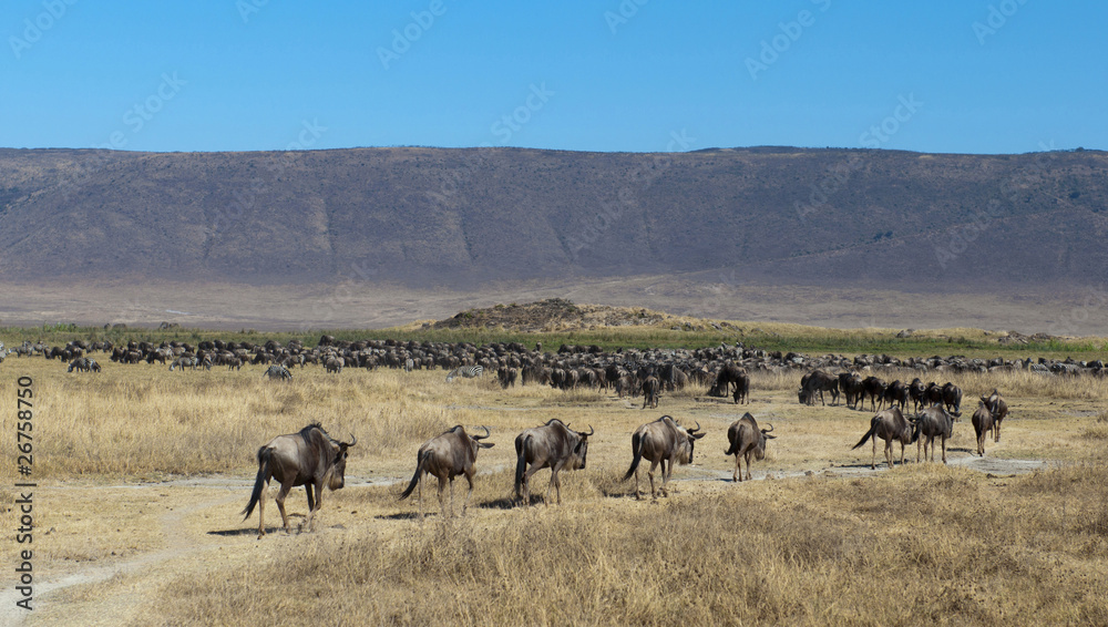 gnu and zebras in Ngorongoro crater - obrazy, fototapety, plakaty 