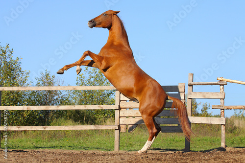 beautiful horse rearing