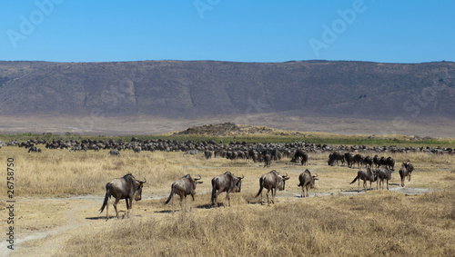 gnu and zebras in Ngorongoro crater photo