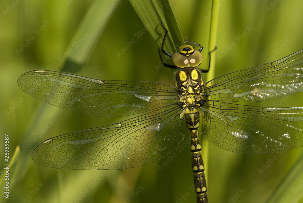 Libelle Libelle