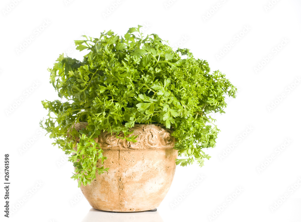 Fresh cress herb in a pot over white Fresh cress herb in a pot over white
