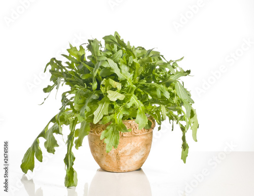 Green ruccola in a pot