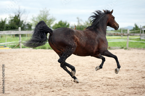 Galoppierendes Pferd © JM Fotografie