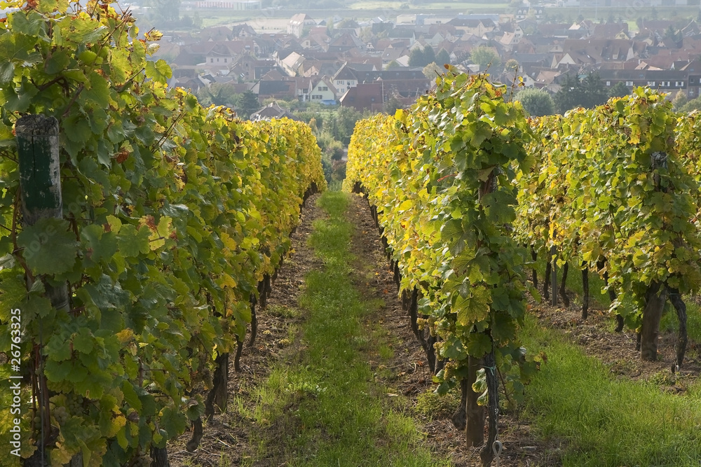 Obraz premium Vignes en Alsace