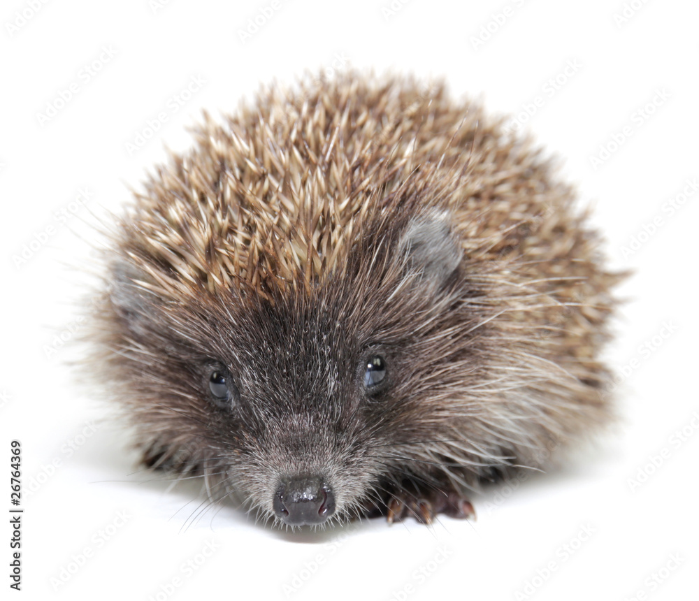 Obraz premium Little hedgehog on white background
