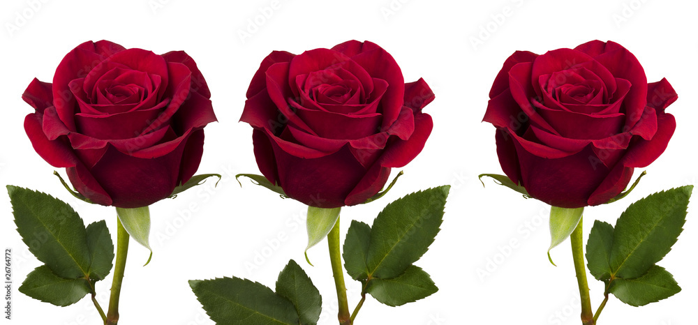 Fototapeta premium Red Rose