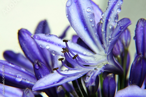 Agapanthus afriicanus