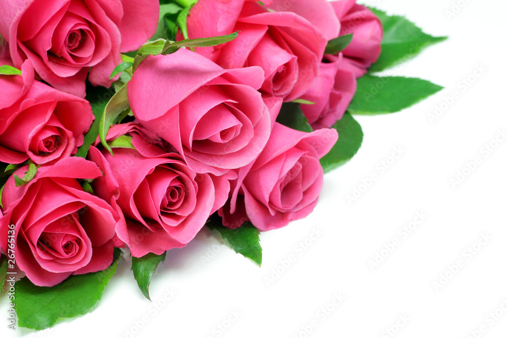 rose rose