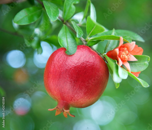Foto Ripe pomegranate on the branch.