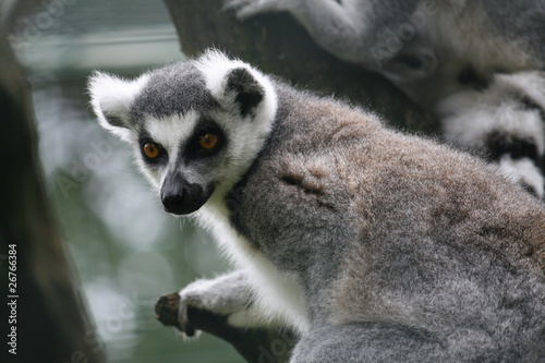 Lemure photo