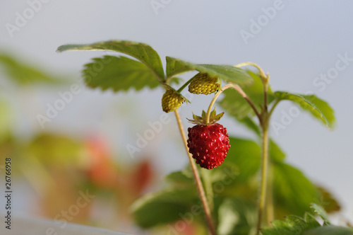 Wild strawberrie