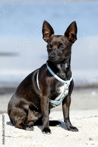 Dog on beach © Lars Christensen
