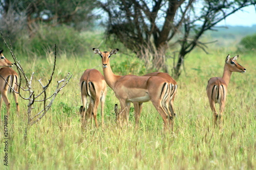 Springbok © Africa