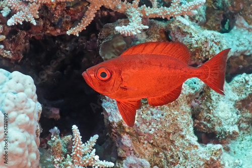 Obraz na płótnie Crescent-tail Bigeye fish w salonie