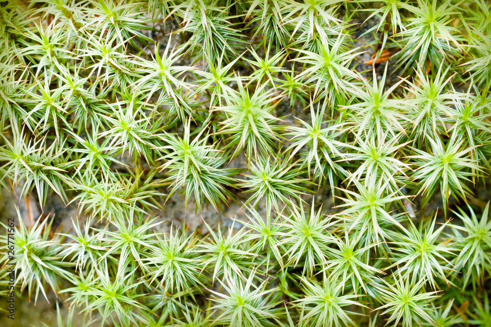 Moss Moss