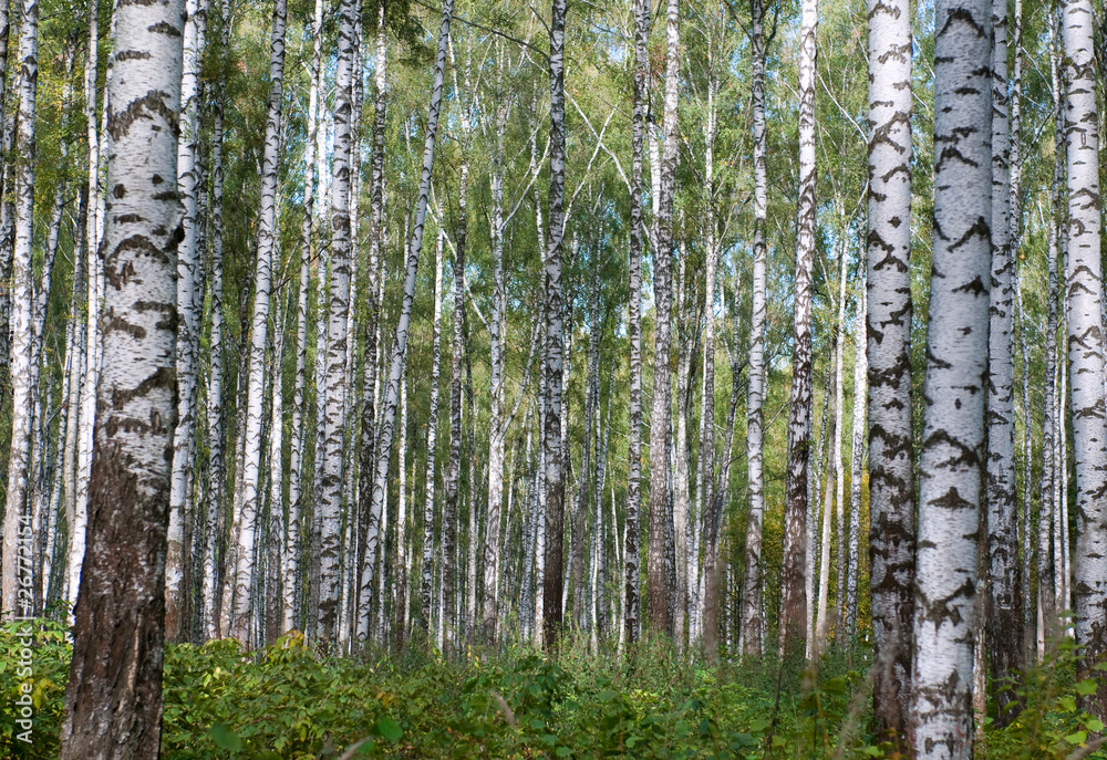 Fototapeta premium Autumn primeval birch`s forest