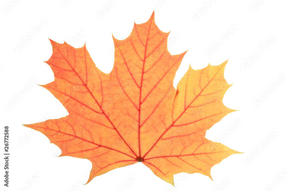 Herbst Herbst