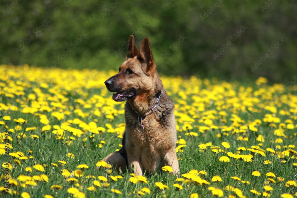 Schäferhund auf Blumenwiese