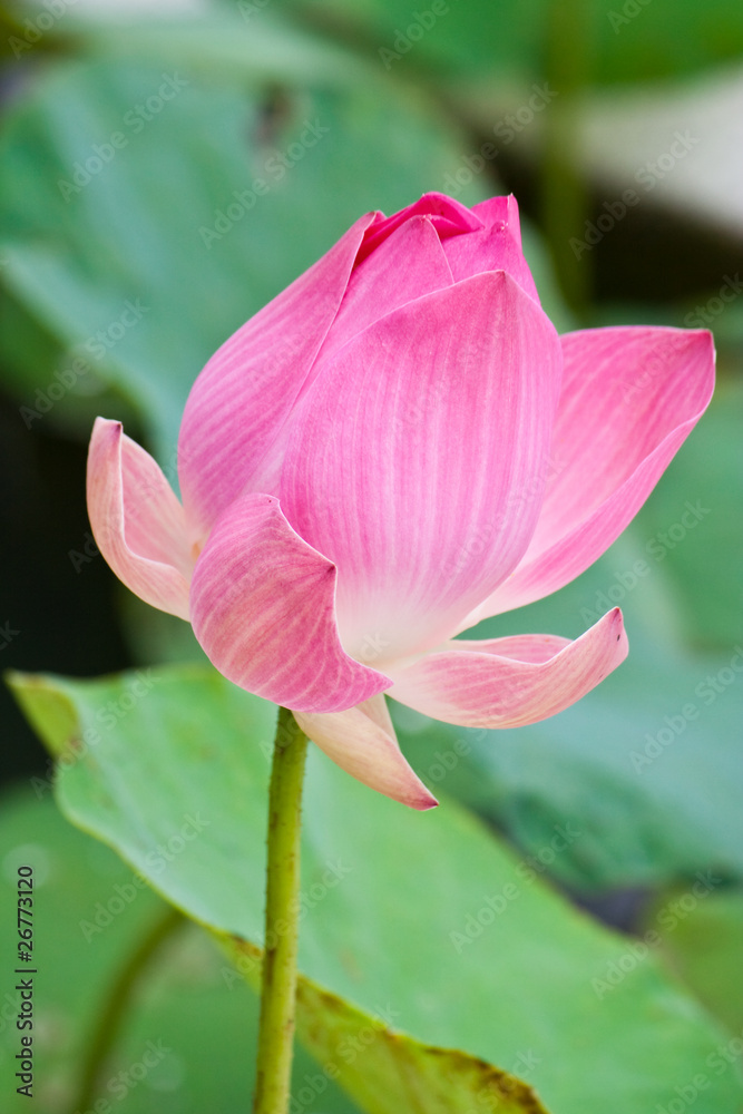 Beautiful Lotus, thailand
