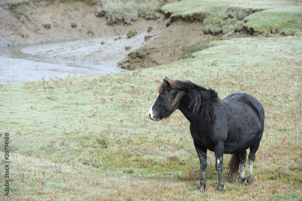 Fototapeta premium wild horse