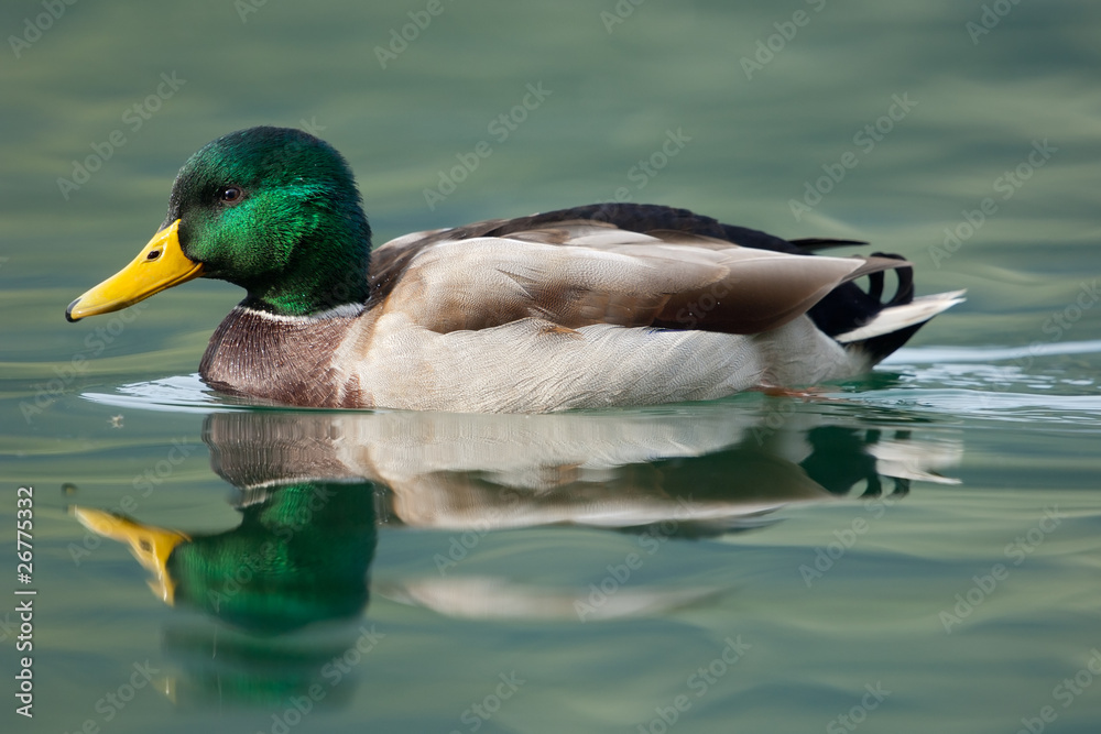 Obraz premium Stockente, Mallard, Anas platyrhynchos