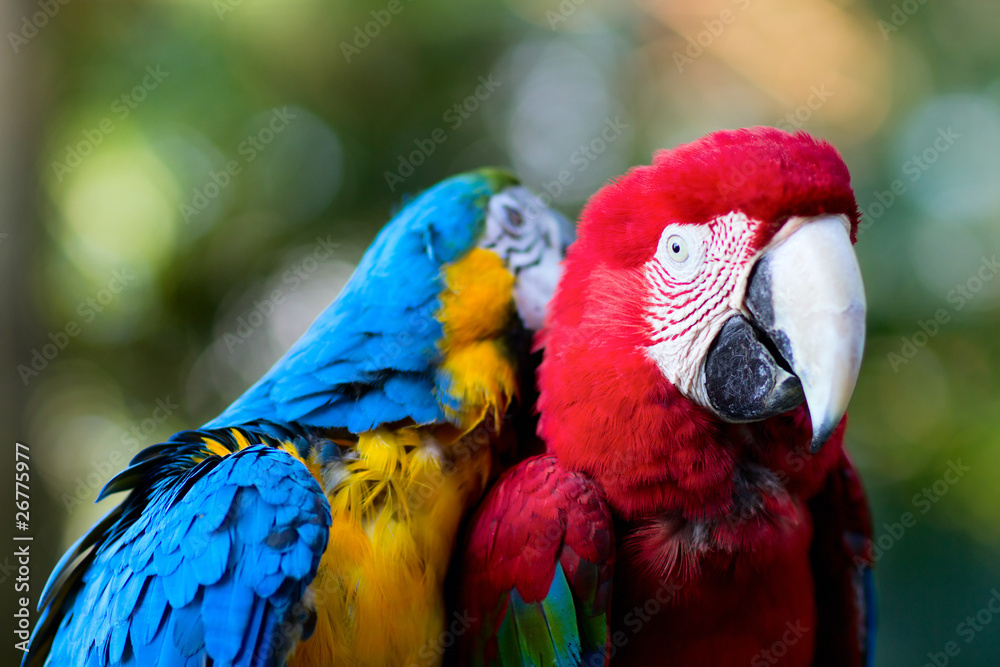 Naklejka premium Colorful macaw parrots
