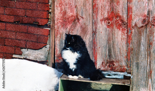 Foto Cat and red barn