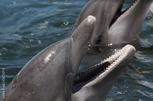 Fotografie, Tablou Heads of two bottlenose dolphins above the water