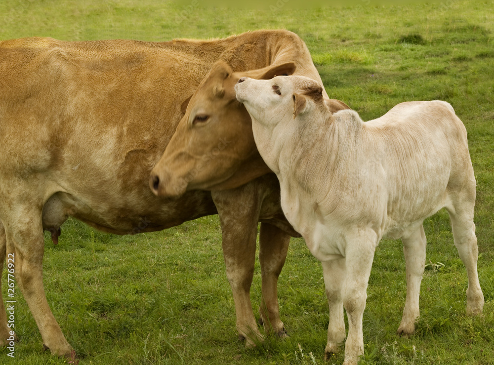 mother love charolais cow with baby brahman cross calf mother love charolais cow with baby brahman cross calf